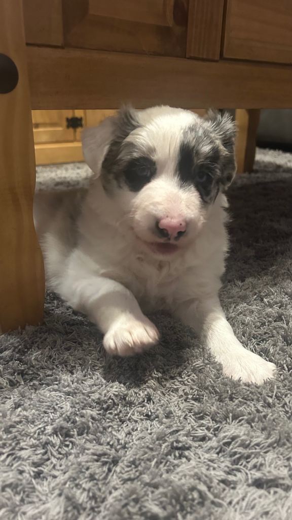 1 Blue Merle Border Collie puppy for sale 