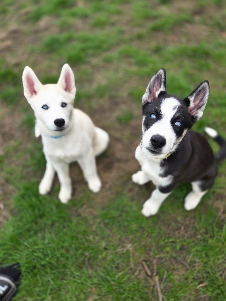 Puppies for sale