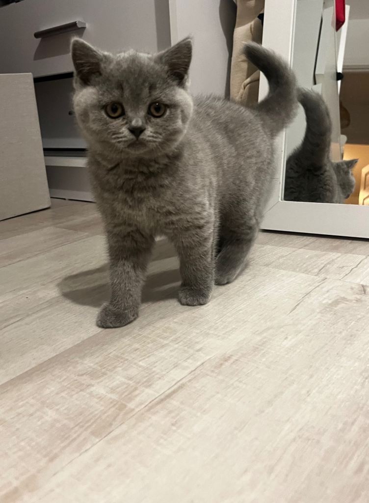 1 Female British Shorthair for sale 