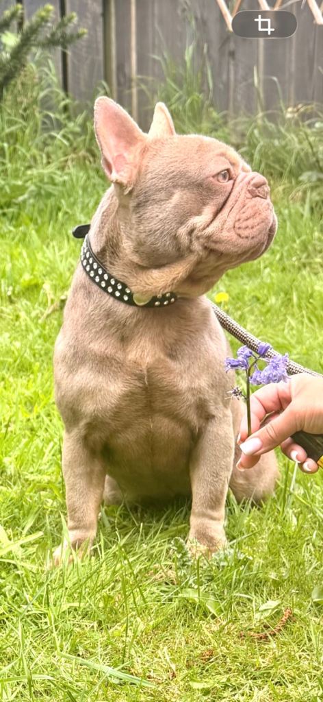 Newshade Isabella frenchie