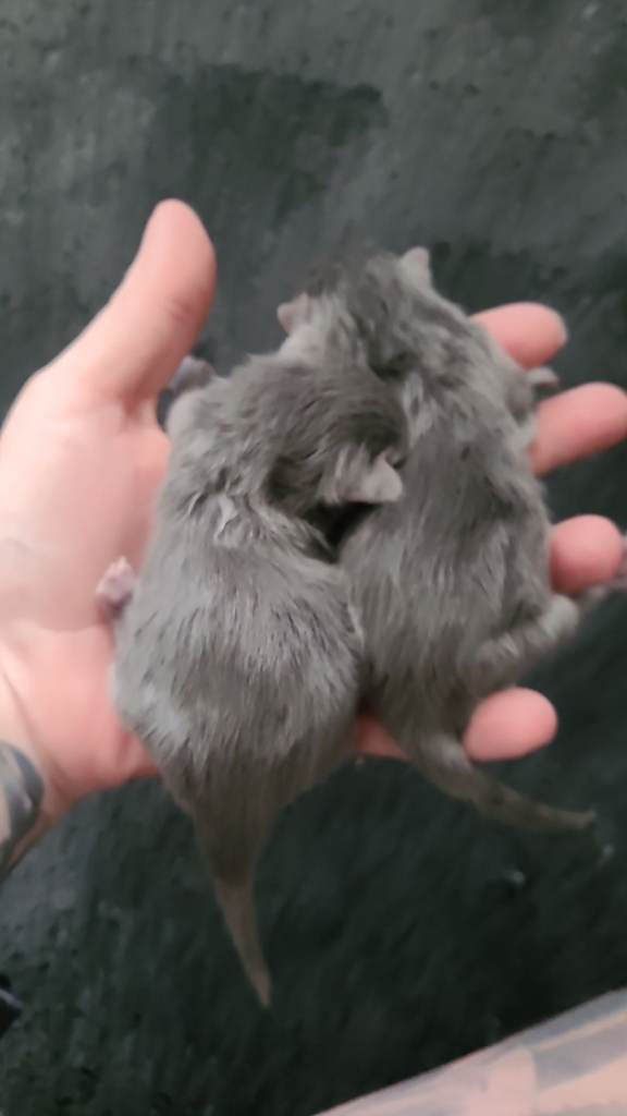 2x female and 6 males for sale 