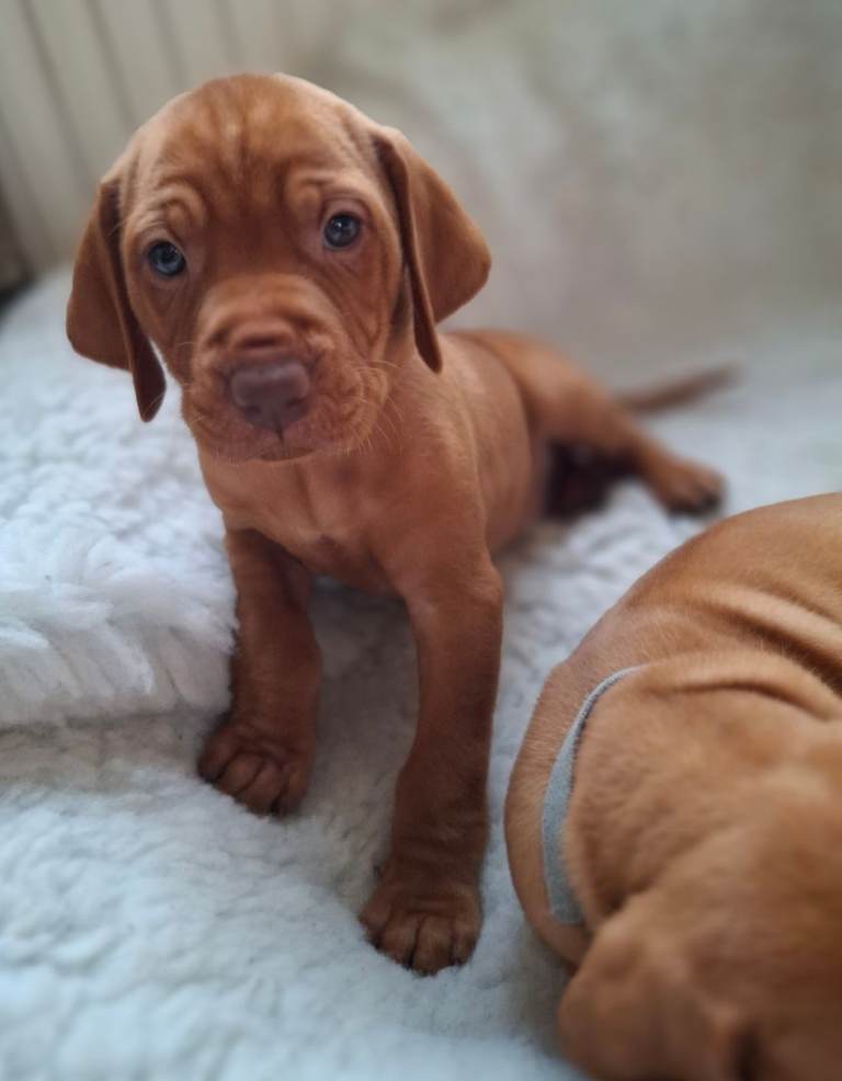 Hungarian Vizsla puppies 
