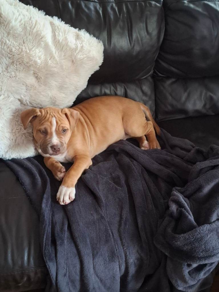 Staffy, pups for sale.