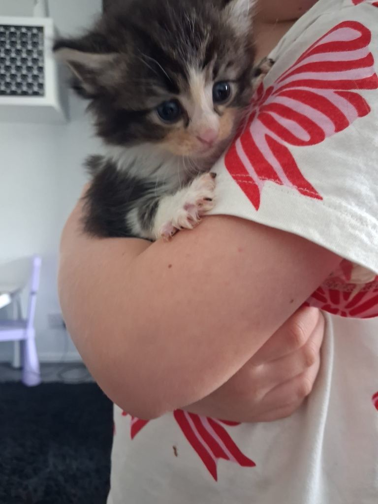 Half Maine coin kittens 