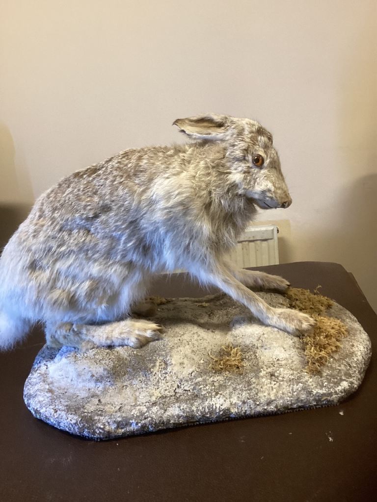 Taxidermy white hare