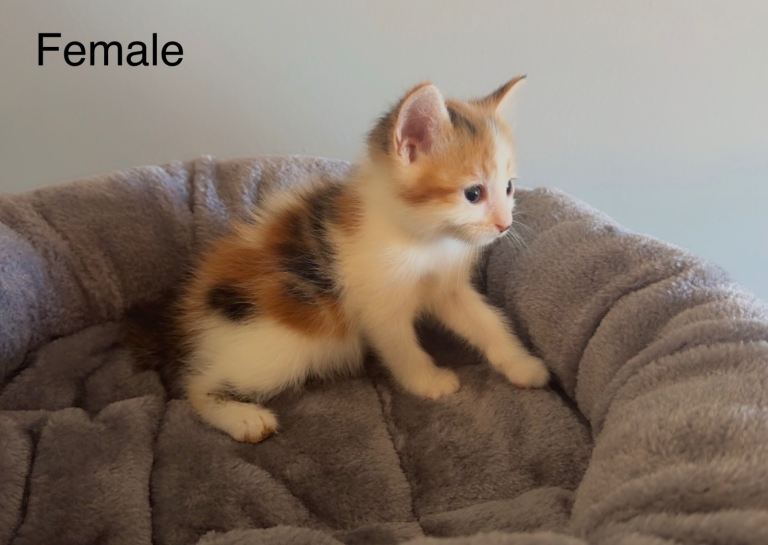 Half Turkish Angora kittens looking for their forever home Open to offers 