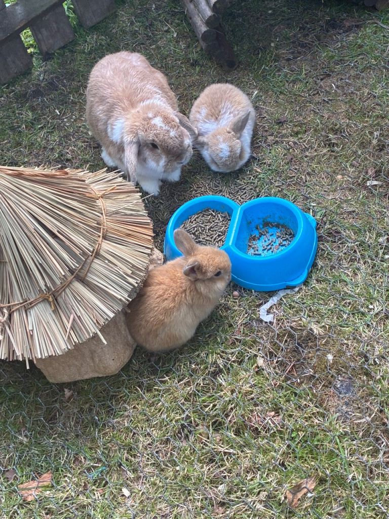 Dwarf lop ready to go 