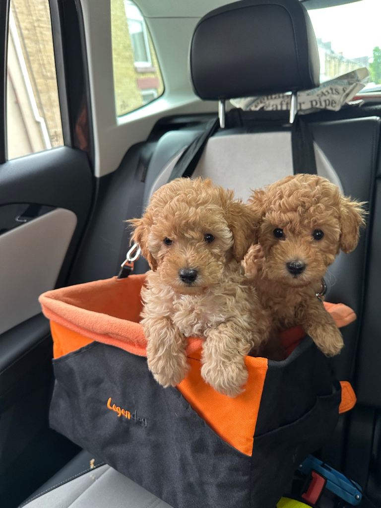 Ready now! KC Toy Poodle Puppies 
