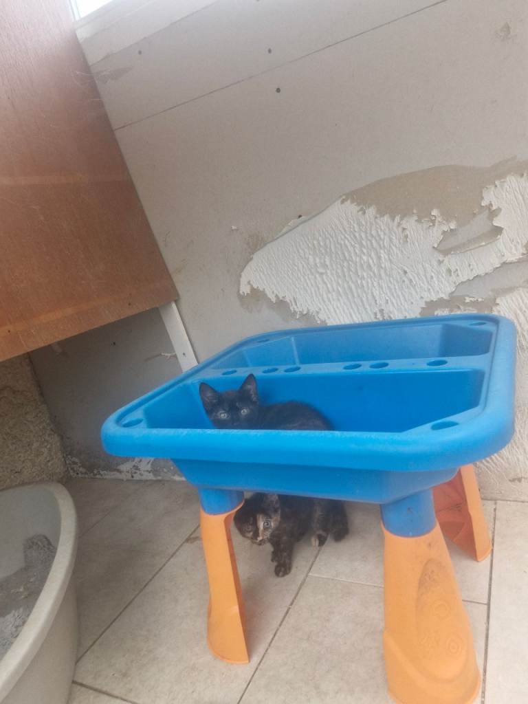 Kittens 