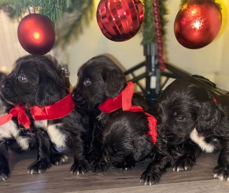 Cocker spaniel puppies 