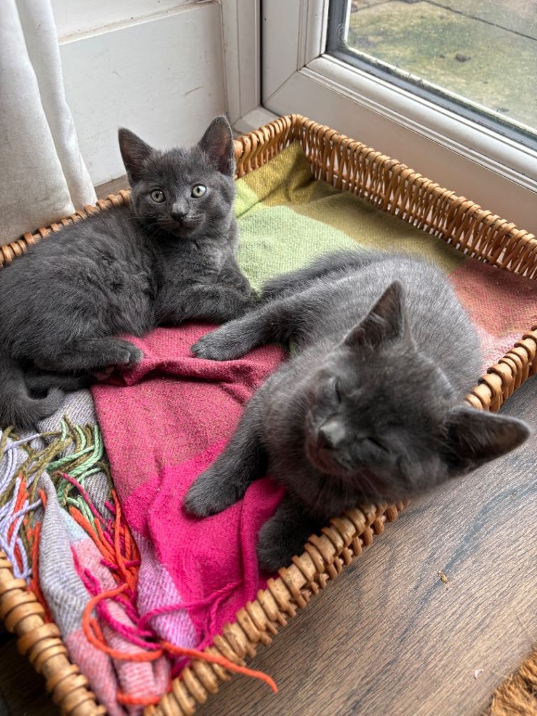 Two Adorable Grey Kittens Looking for a New Home