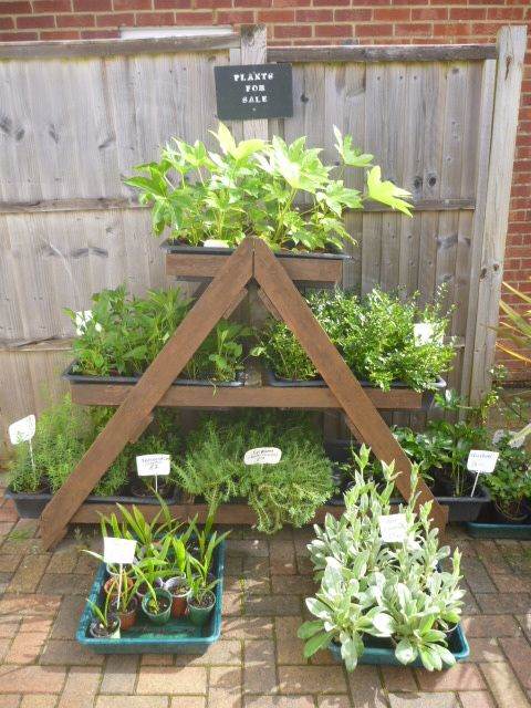 Garden Plants  Hellebore Pachysandra, Campanula, Heuchera Palm Penstemon Grass Hibiscus Fig  etc