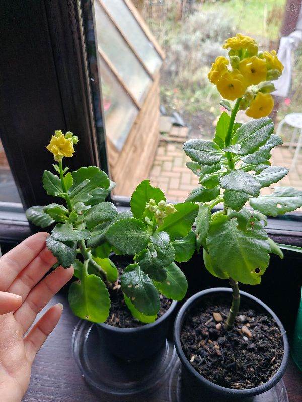 Kalanchoe indoor plants with yellow flowers