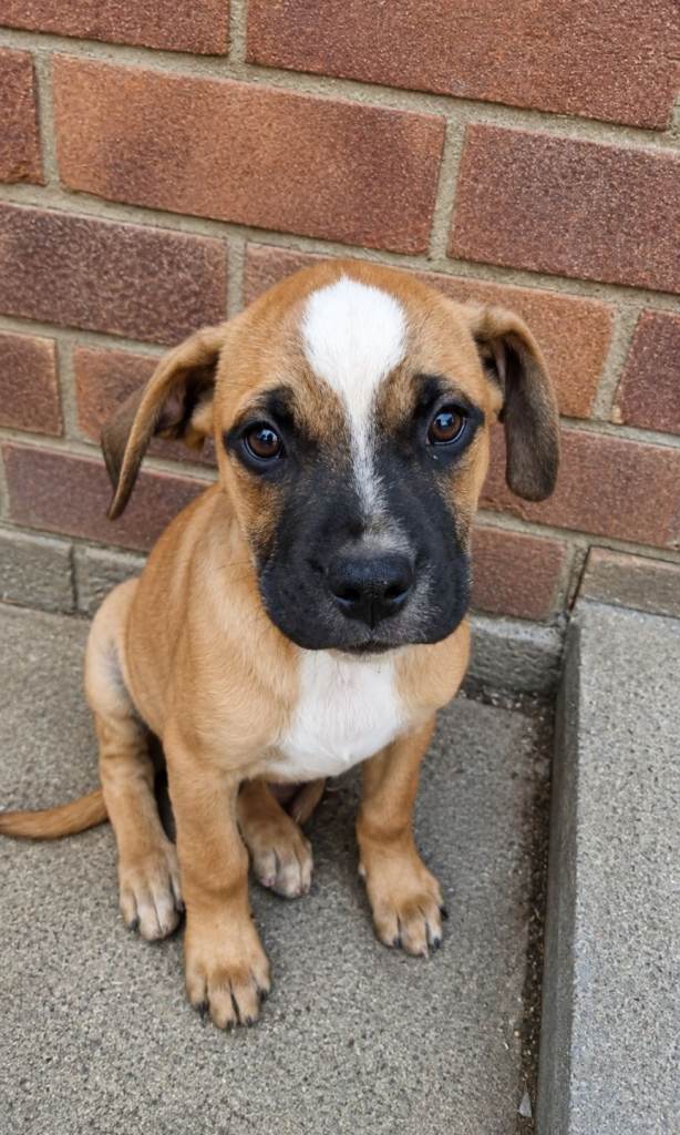 Staffy x American Bulldog Puppies - Ready Now