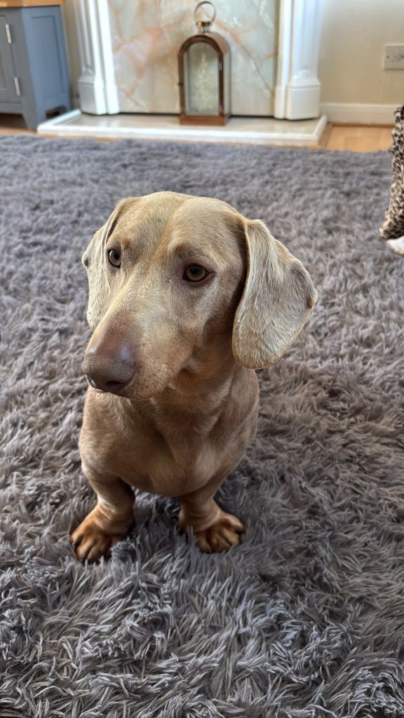 RESERVED Isabella and tan male daschund  