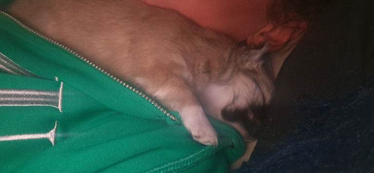 Female chihuahua puppy