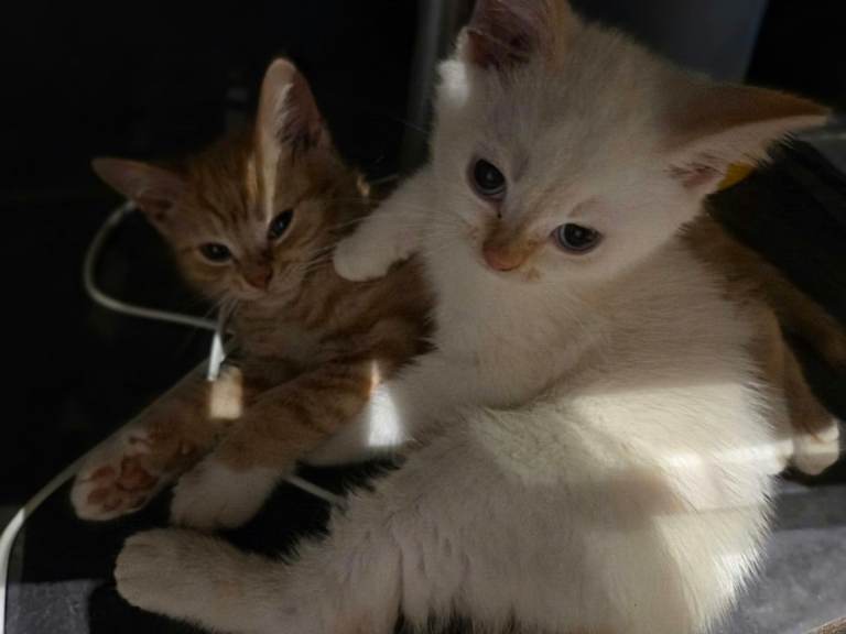 Beautiful kittens