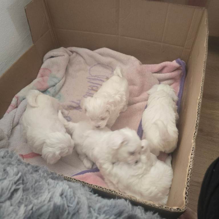Bishon frise