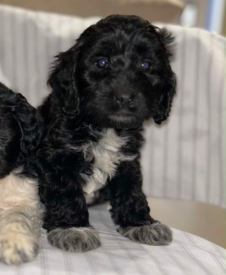 Gorgeous Cockerpoo cross pups