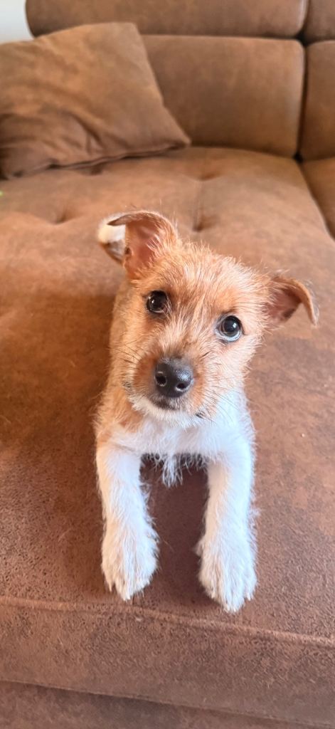 Female Jack Russell £400