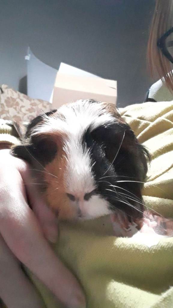 Adorable Guinea Pig Looking for a New Home