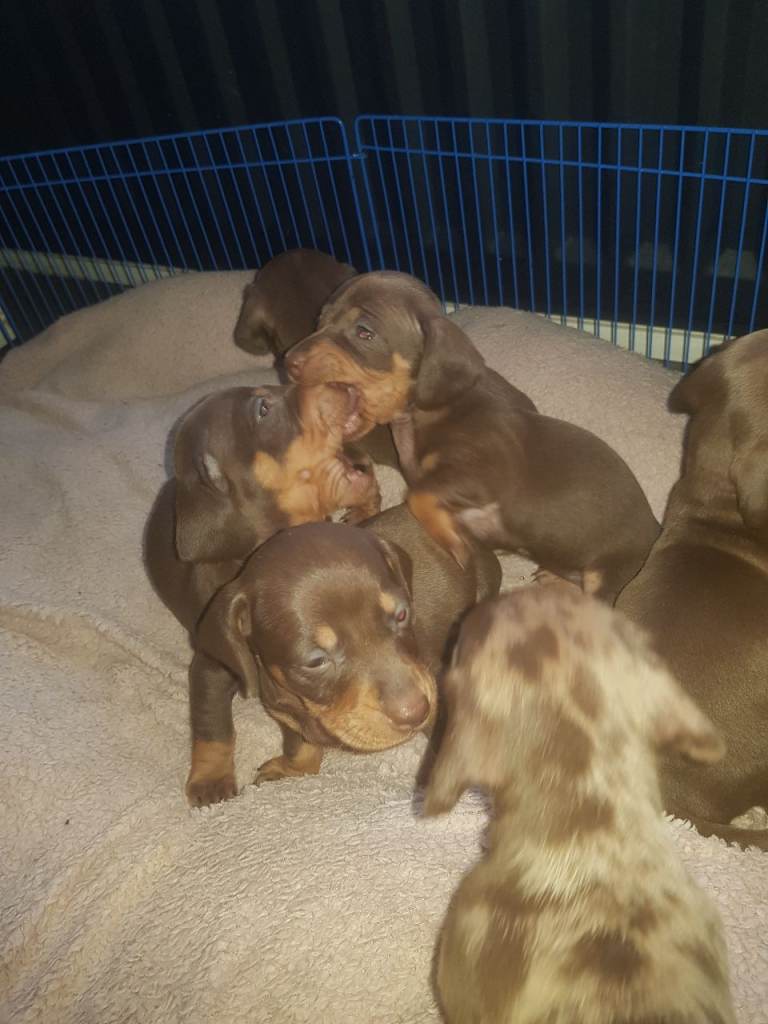 Miniature dashshund puppies