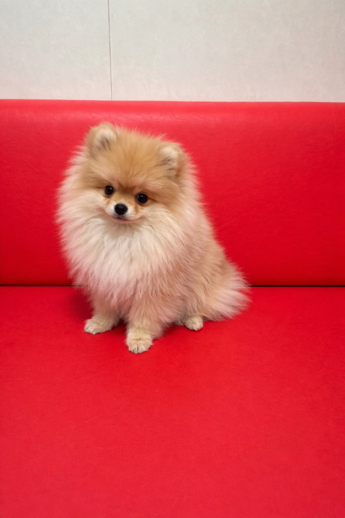 Pomerenian puppy for sale 