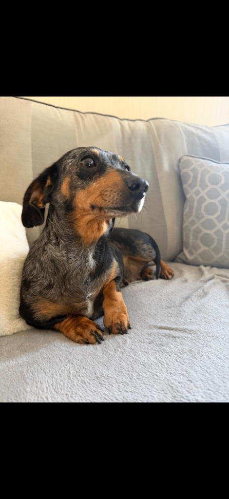 Miniature dachshund girl