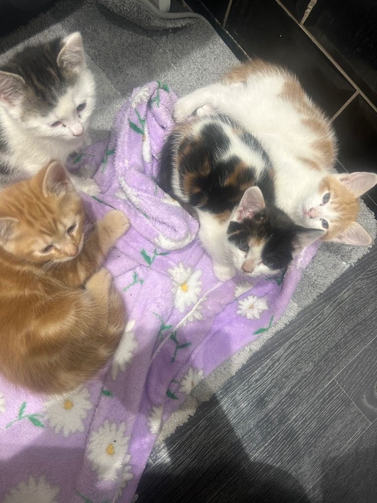 Loving kittens for sale