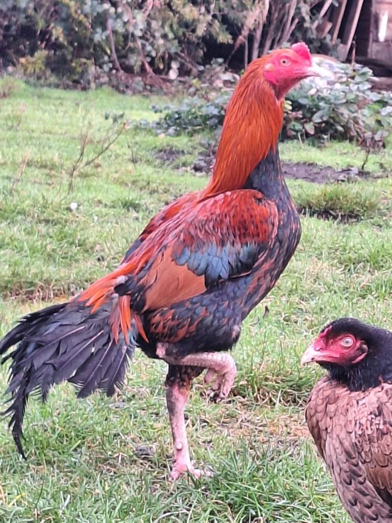 ASEEL CHICKENS FOR SALE