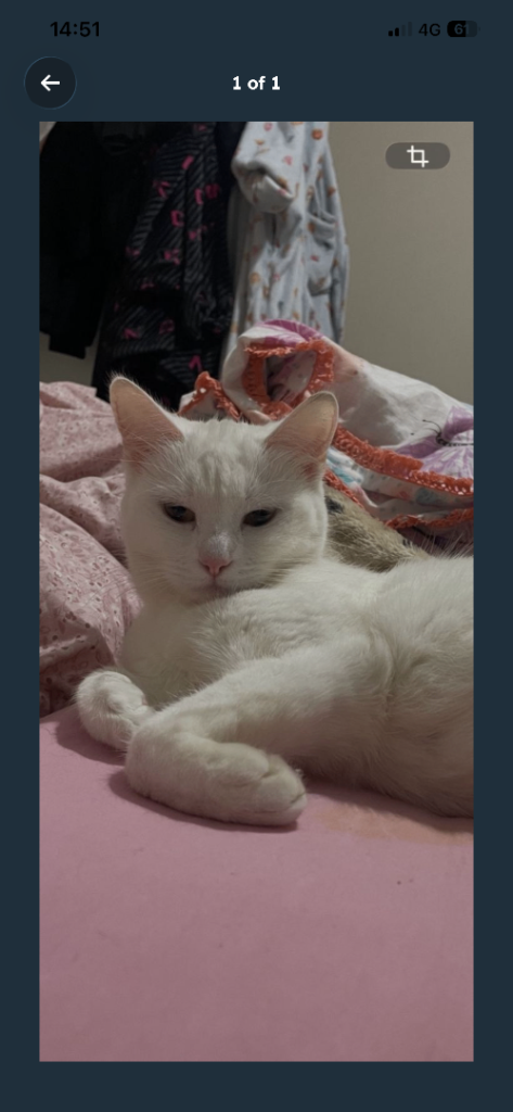Gorgeous white tabby cat female  £80
