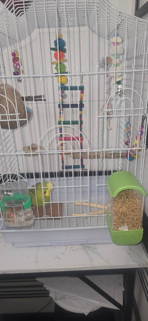 Budgie with Cage and Accessories