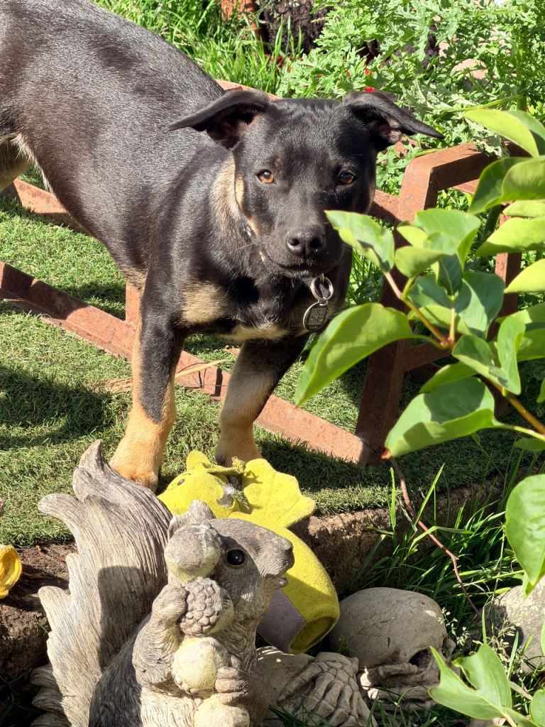 Rosa - 6 month old puppy - female - Staffy X Chug