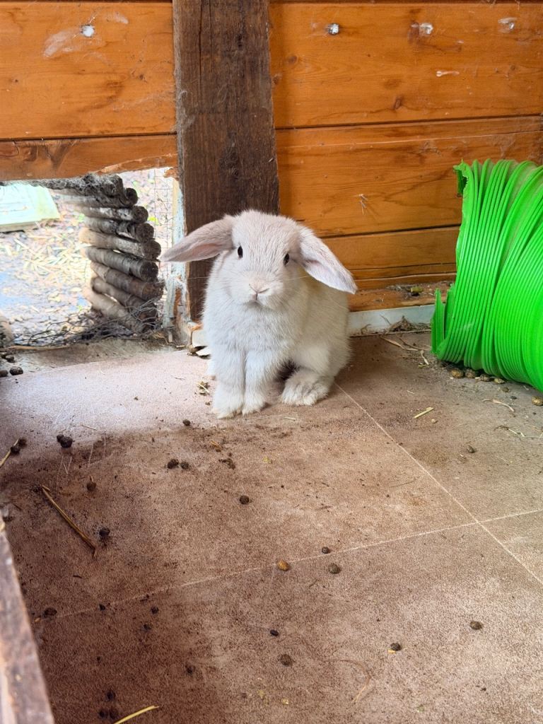 Mini Lop Rabbits