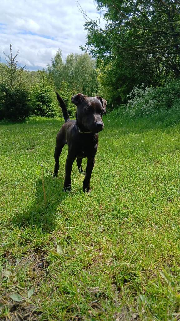 9 month old dog Patterdale terrier pup