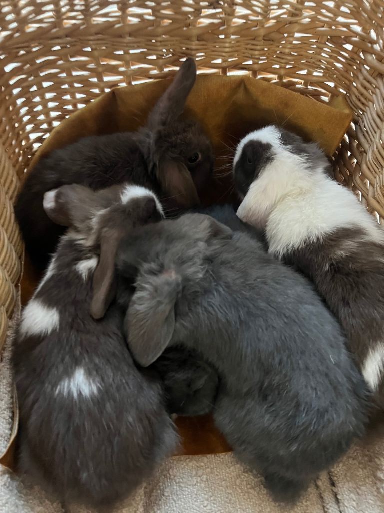 Mini loops /Birmingham