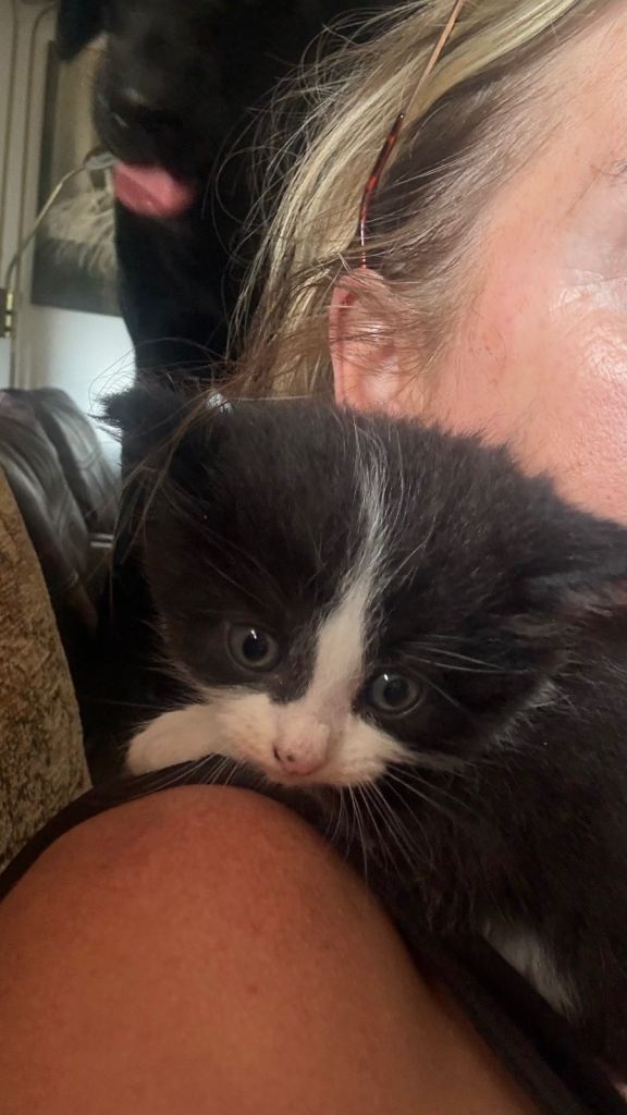 Beautiful fluffy kittens for sale 
