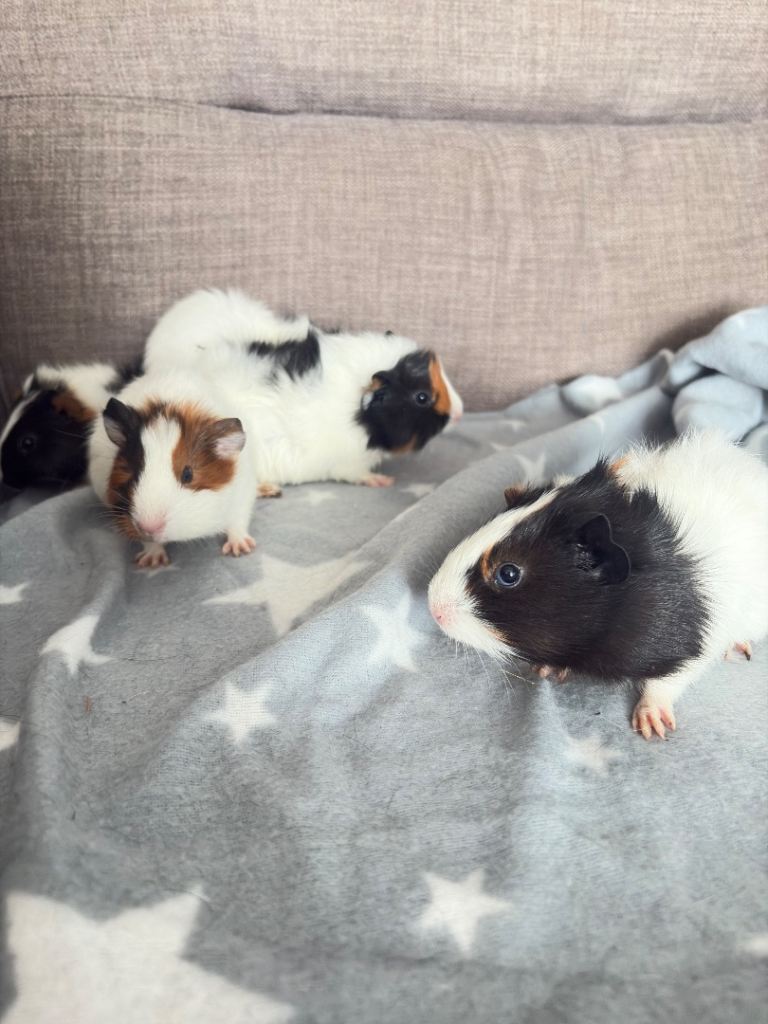Baby guinea pigs