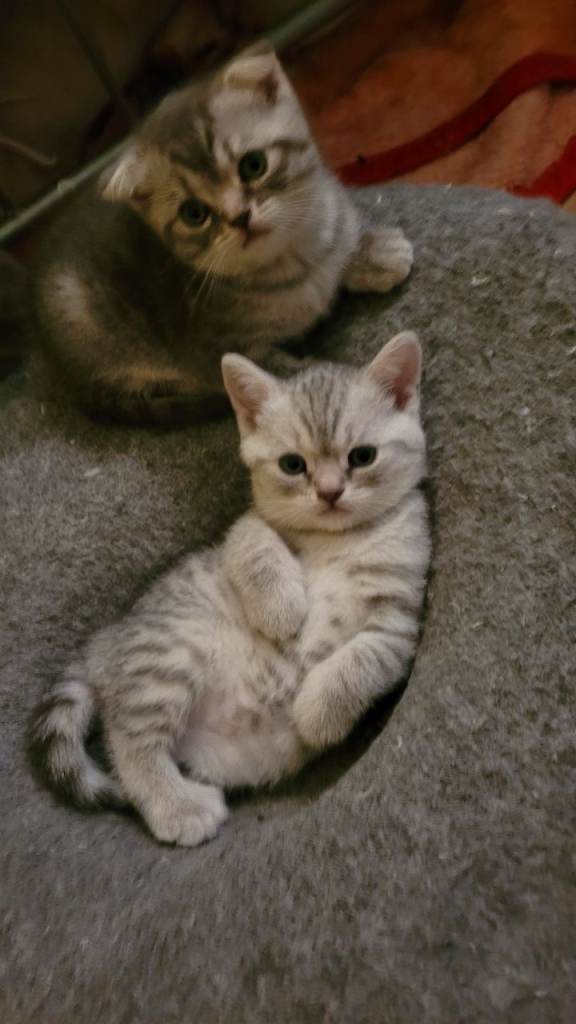 British shorthair 