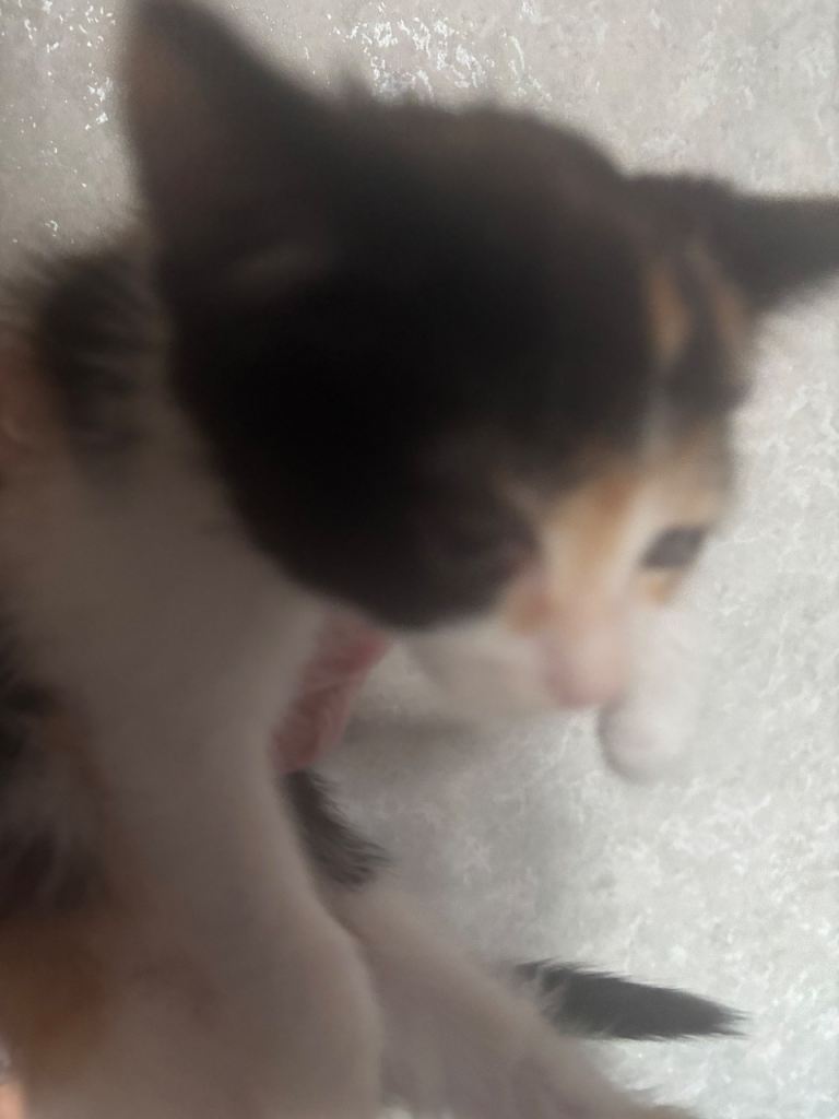 Kittens  