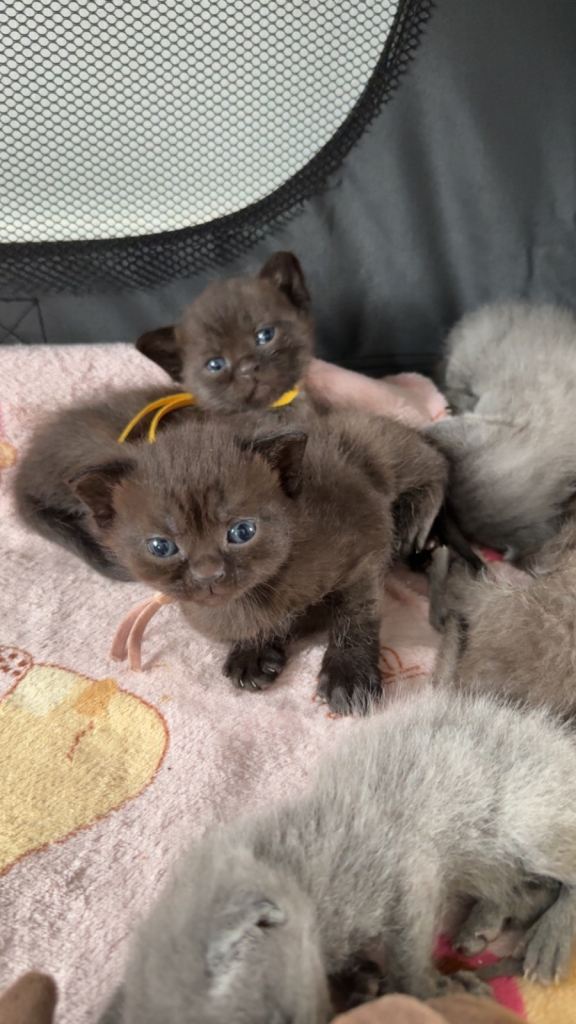 Chocolate British Short Hair Kittens