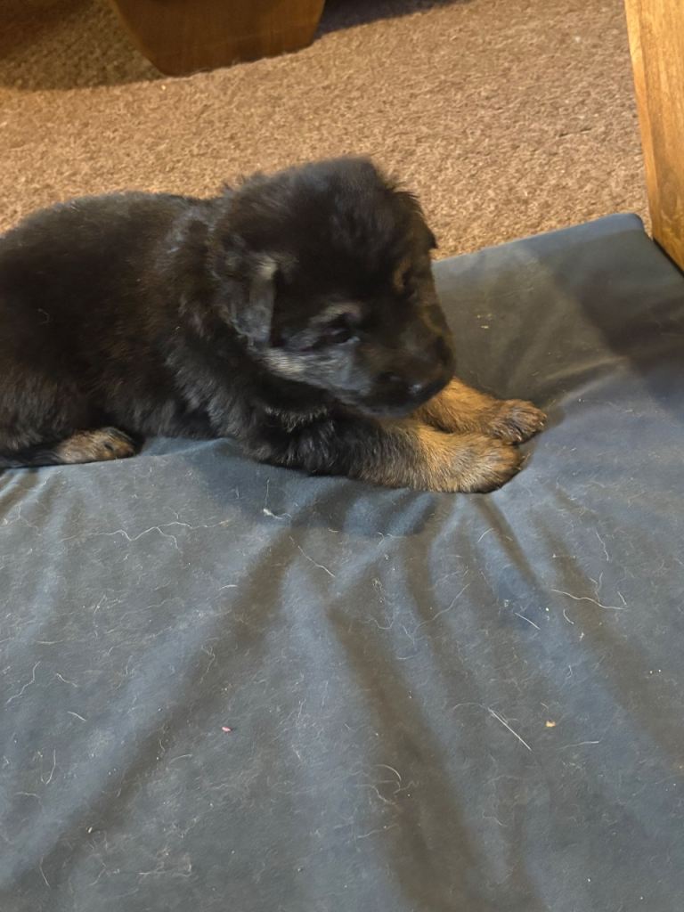 German shepherd puppies 