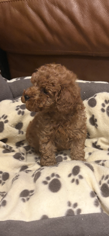 Toy poodle puppies 