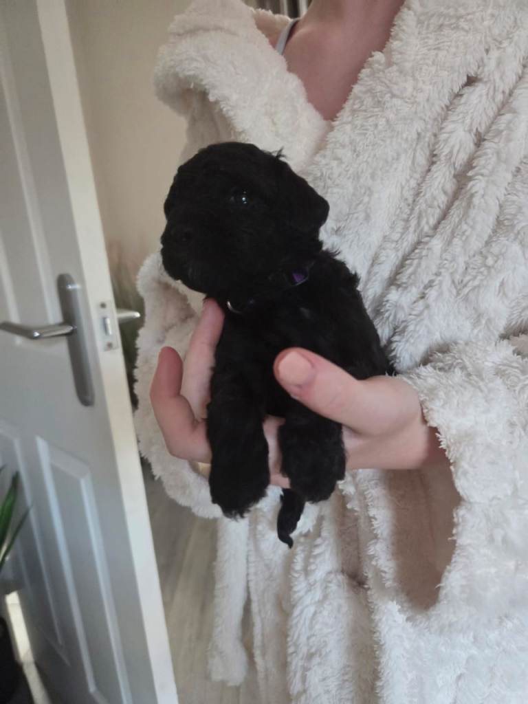 Beautiful F2 miniature cockapoo's 