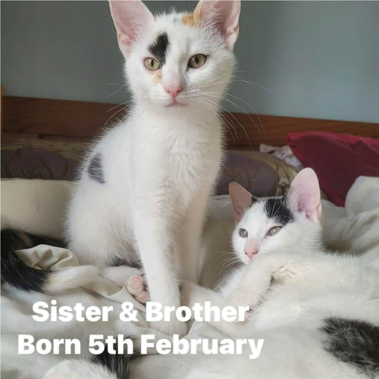 Adorable kittens looking for forever homes
