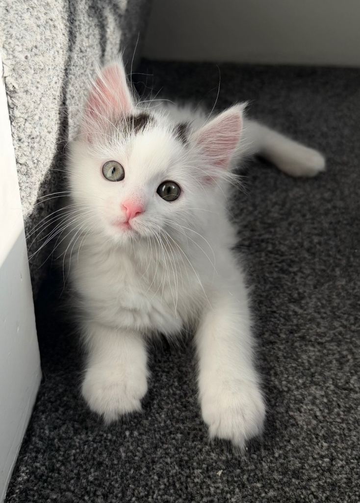 Domestic medium-longhair kitten 