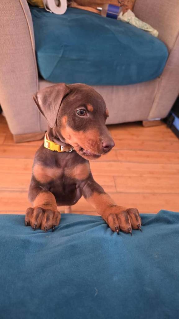 Doberman puppy 