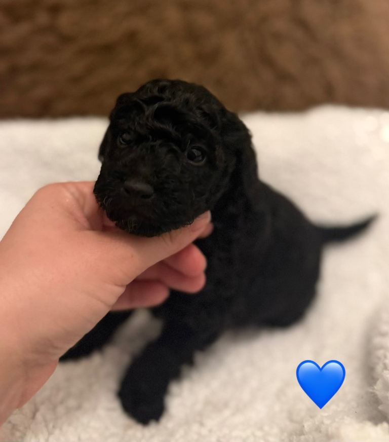 Phantom poochon puppies 