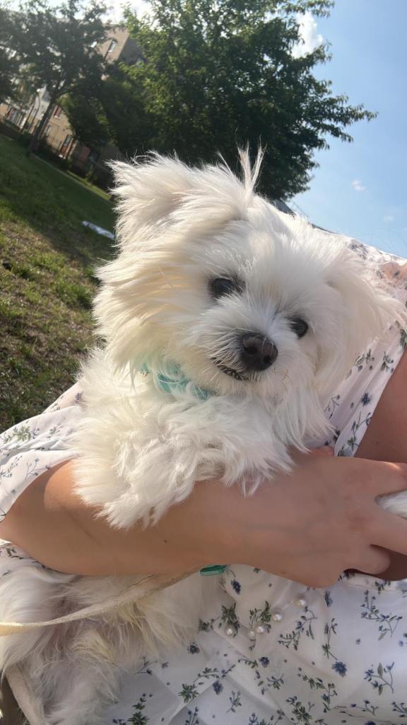 Maltese small dog