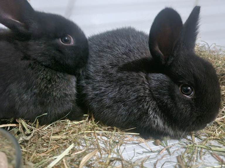 2 baby rabbits and large cage 